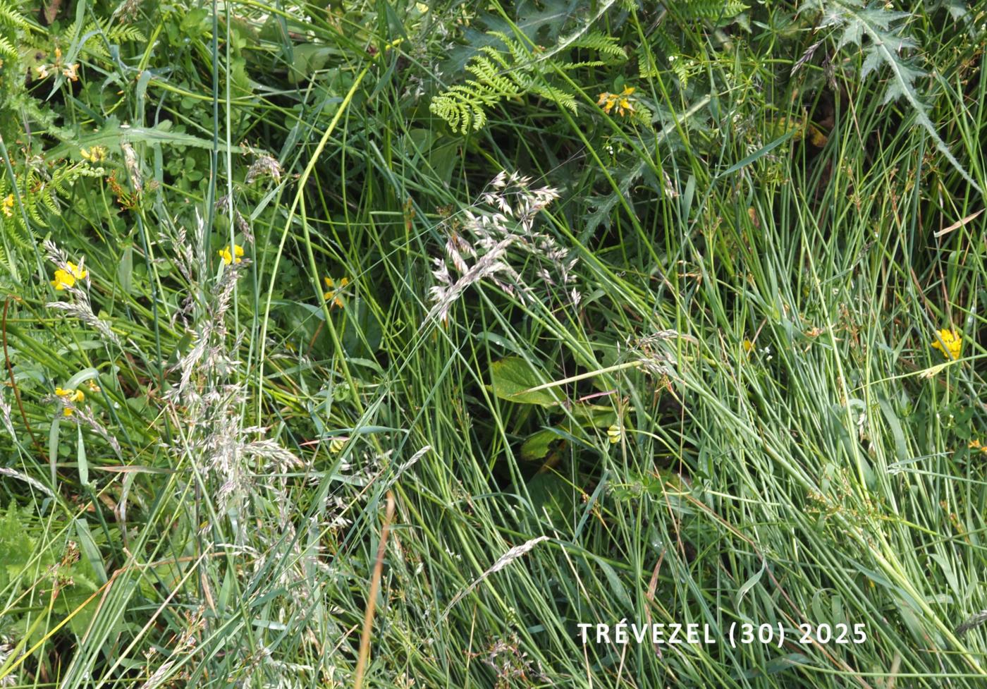 Creeping soft-grass plant